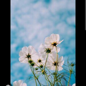 Meet your Posher, Ella